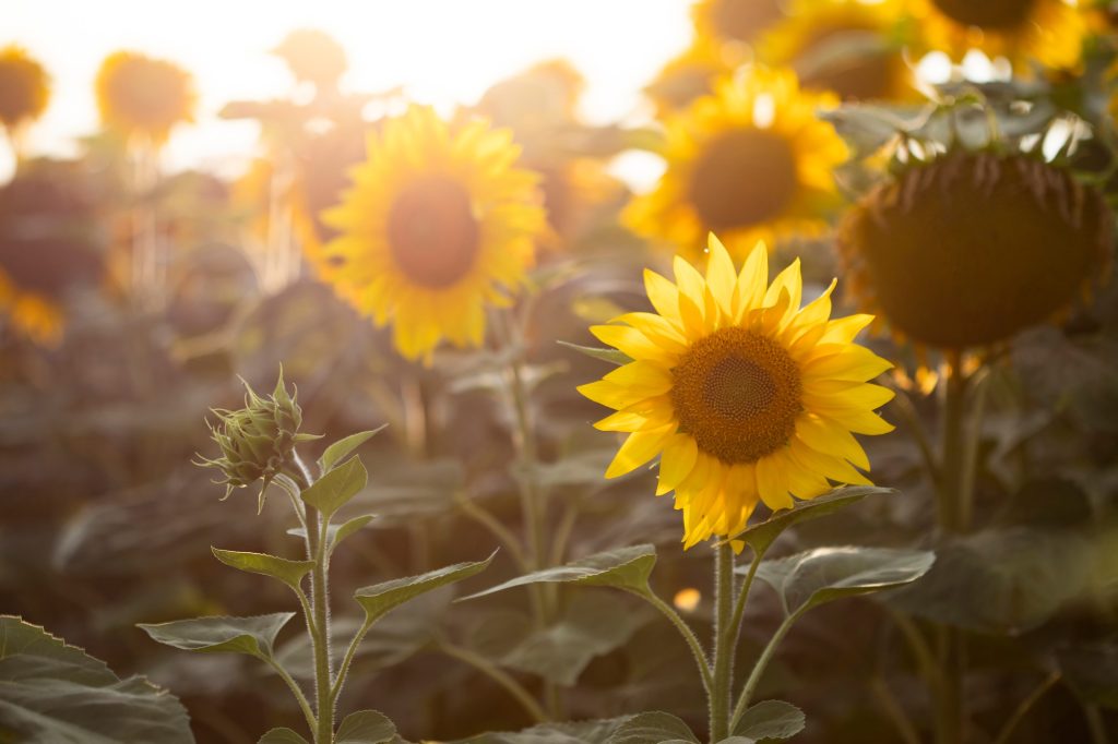 Close up on a yellow sunflower