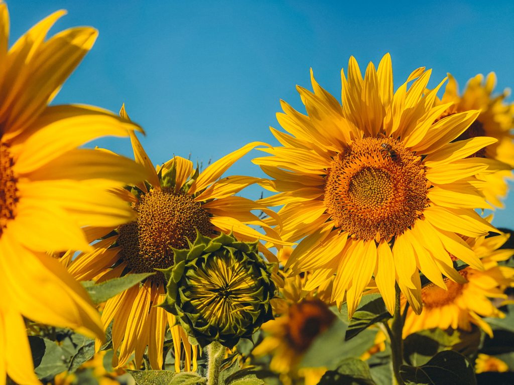 Sunflowers